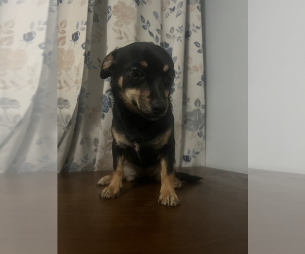 Medium Photo #2 Chihuahua Puppy For Sale in DURHAM, CT, USA