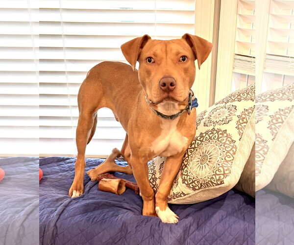 Medium Photo #6 American Pit Bull Terrier-Unknown Mix Puppy For Sale in Spring Lake, NJ, USA