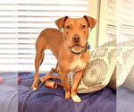 Small #5 American Pit Bull Terrier Mix