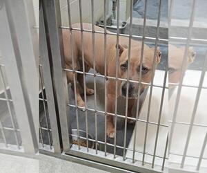 American Pit Bull Terrier Dogs for adoption in Upland, CA, USA