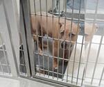 Small American Pit Bull Terrier