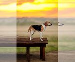 Small #7 Treeing Walker Coonhound Mix