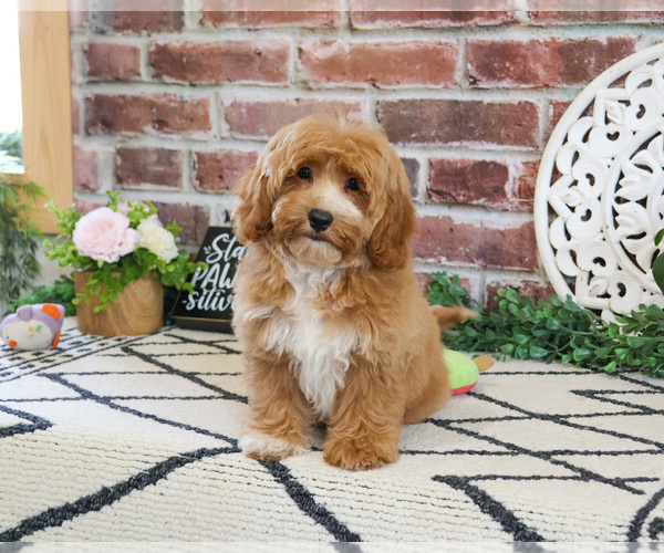 Medium Photo #5 Cavapoo (Miniature) Puppy For Sale in SYRACUSE, IN, USA