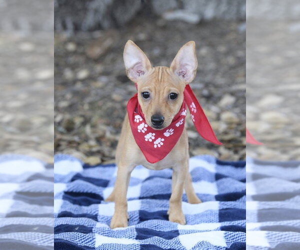Medium Photo #2 Chihuahua-Unknown Mix Puppy For Sale in Dana Point, CA, USA