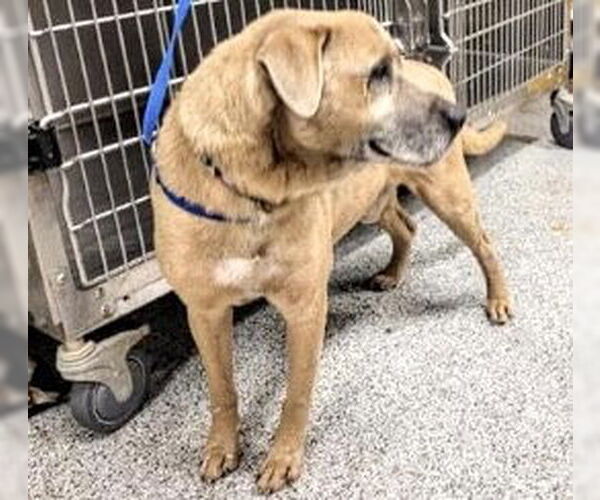 Medium Photo #2 Labrador Retriever-Unknown Mix Puppy For Sale in Houston, TX, USA