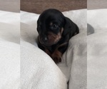 Small #2 Dachshund