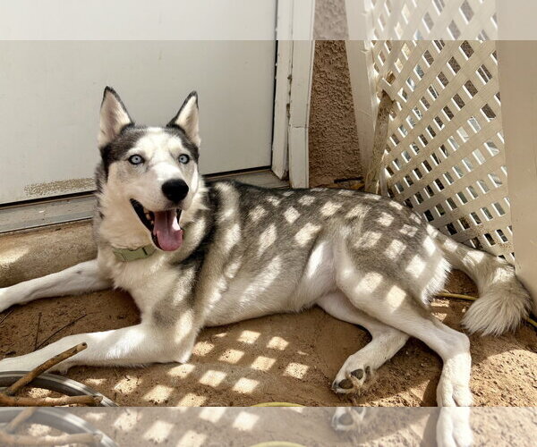 Medium Photo #3 Siberian Husky Puppy For Sale in Cedar Crest, NM, USA