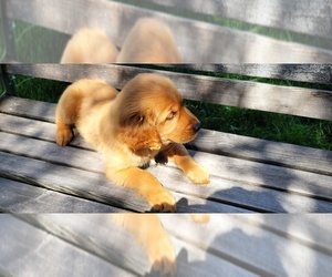 Golden Retriever Puppy for sale in LEON, KS, USA