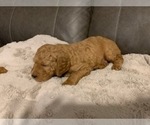 Small #9 Goldendoodle