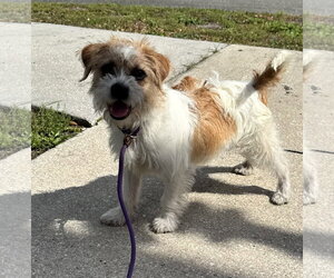 Shih Tzu-Unknown Mix Dogs for adoption in Sanford, FL, USA