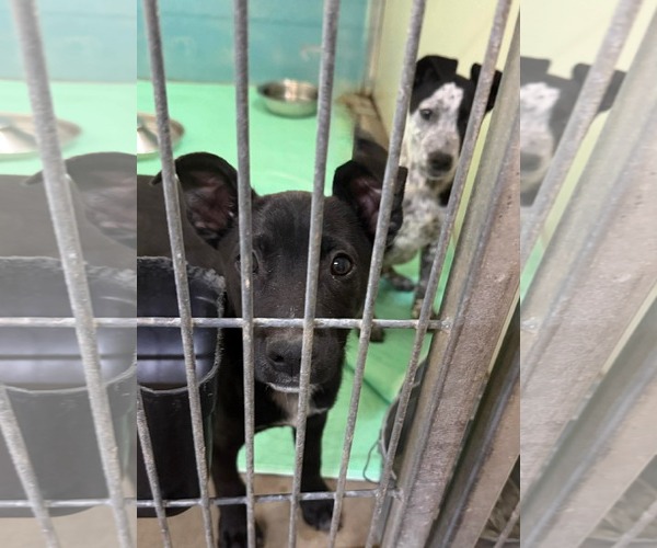 Medium Photo #3 Mutt Puppy For Sale in Oakhurst, NJ, USA