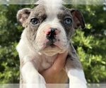 Small Photo #8 Boston Terrier Puppy For Sale in BROKEN ARROW, OK, USA