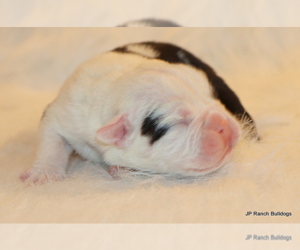 Medium Photo #6 English Bulldog Puppy For Sale in WINNSBORO, TX, USA