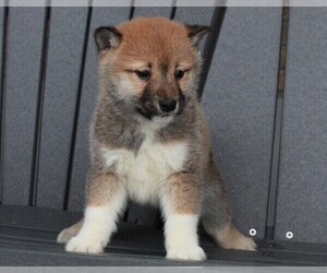 Shiba Inu Puppy for sale in FREDERICKSBURG, OH, USA