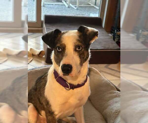 Medium Photo #5 Catahoula Leopard Dog-Unknown Mix Puppy For Sale in pomfret, CT, USA