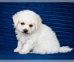 Puppy Gavana Bichon Frise