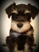 Small Photo #1 Schnauzer (Miniature) Puppy For Sale in GRAND BLANC, MI, USA