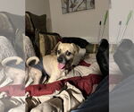 Small #1 Pug Mix