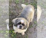 Small #2 Shih Tzu