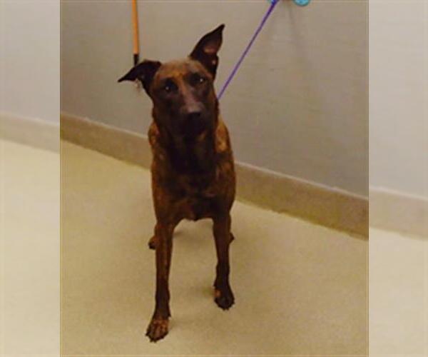 Medium Photo #1 German Shepherd Dog-Unknown Mix Puppy For Sale in Las Vegas, NV, USA