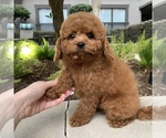 Small Photo #5 Cavapoo Puppy For Sale in HOUSTON, TX, USA