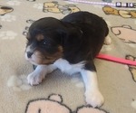 Small Photo #44 Aussalier Puppy For Sale in ATHOL, ID, USA