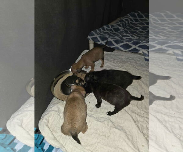 Medium Photo #2 Pom-A-Pug Puppy For Sale in Arlington, WA, USA