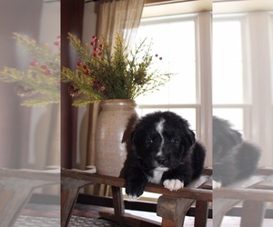 Border-Aussie Puppy for sale in BLMGTN, IN, USA