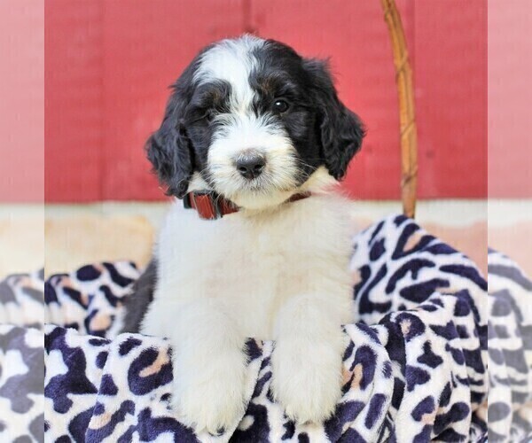 Medium Photo #5 Bernedoodle Puppy For Sale in ORRSTOWN, PA, USA