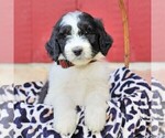 Small Photo #5 Bernedoodle Puppy For Sale in ORRSTOWN, PA, USA