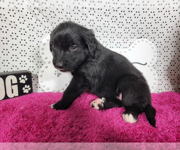 Medium Photo #3 Golden Mountain Dog Puppy For Sale in BLACK FOREST, CO, USA