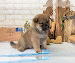 Small Photo #7 Shiba Inu Puppy For Sale in EMPIRE STATE, NY, USA
