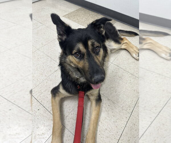 Medium Photo #4 German Shepherd Dog-Unknown Mix Puppy For Sale in Dana Point, CA, USA
