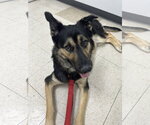 Small #3 German Shepherd Dog Mix