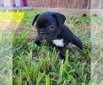 Small Photo #3 French Bulldog Puppy For Sale in ANGLETON, TX, USA