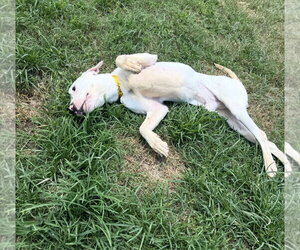 Snoopy - Male Pointer-Unknown Mix Dog for Adoption - Photo #8