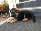 Small Photo #22 German Shepherd Dog Puppy For Sale in FOREST GROVE, OR, USA