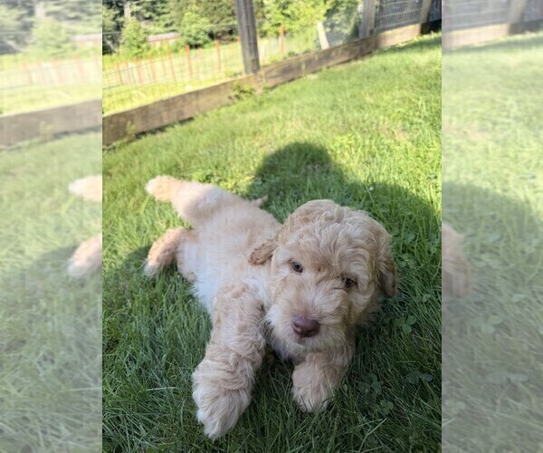 Medium Photo #4 Aussiedoodle Puppy For Sale in ASHEVILLE, NC, USA