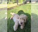 Small #3 Aussiedoodle