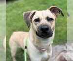 Small #2 Black Mouth Cur Mix