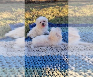 Maltese Puppy for sale in BRANSON, MO, USA