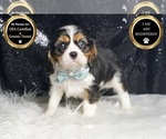 Small #7 Cavalier King Charles Spaniel