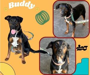 Mutt Dogs for adoption in Lindsay, CA, USA