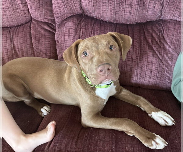 Medium Photo #8 Chocolate Labrador retriever-Unknown Mix Puppy For Sale in Rockaway, NJ, USA