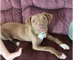 Small #7 Chocolate Labrador retriever Mix