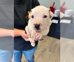 American Staffordshire Terrier-Unknown Mix Dogs for adoption in Duluth, MN, USA