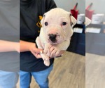 Small American Staffordshire Terrier Mix