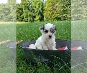 Havachon Puppy for sale in COTTAGE GROVE, TN, USA
