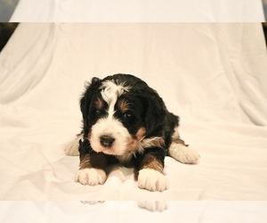 Bernedoodle Puppy for sale in LIVERMORE, CA, USA