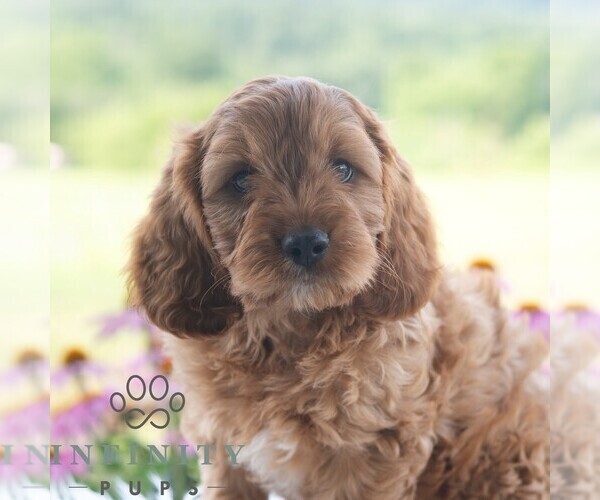 Medium Photo #1 Cavapoo (Miniature) Puppy For Sale in PAXINOS, PA, USA